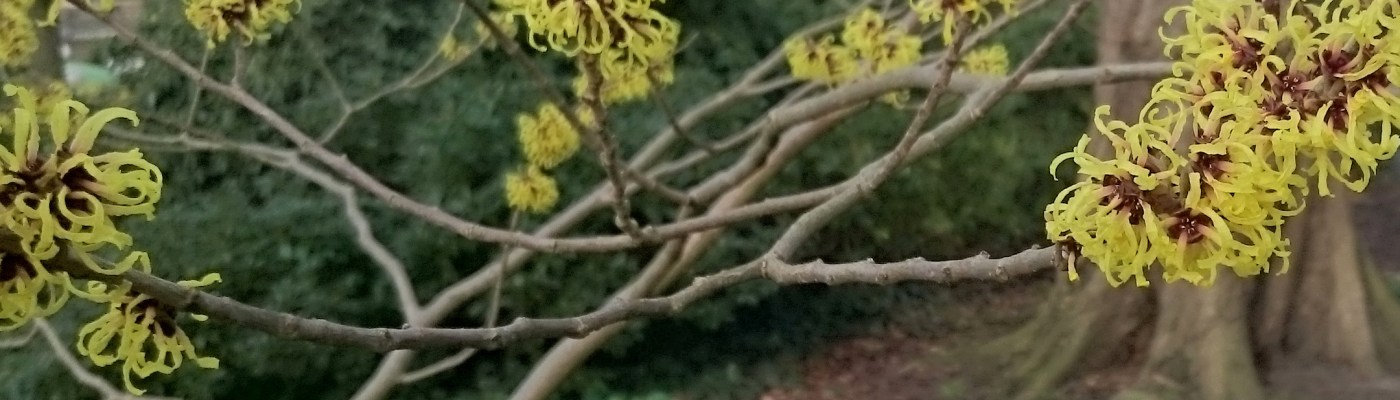 Hoesontwerp album 'Februari' (2019)